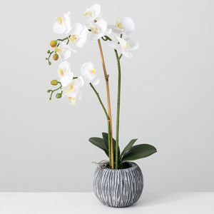 Potted Orchid