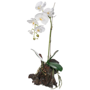 Orchid with Bark